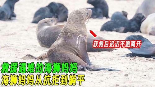 海狮变成人的视频大全,海狮变人视频大盘点