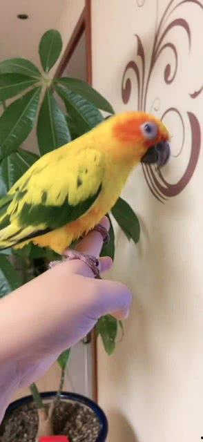 摇头鹦鹉变成人了吗视频