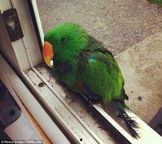 摇头鹦鹉变成人了吗视频