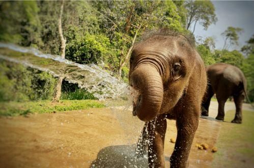 大象影视成人精品视频