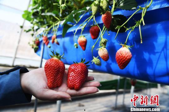 草莓视频成人无码,揭秘成人无码内容的魅力与争议