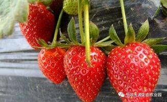 草莓视频成人无码,揭秘成人无码内容的魅力与争议