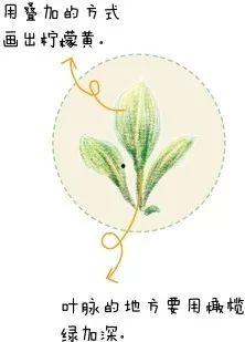 成人花草画法入门视频,成人花草画法入门视频教程解析