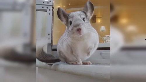 龙猫视频网成人