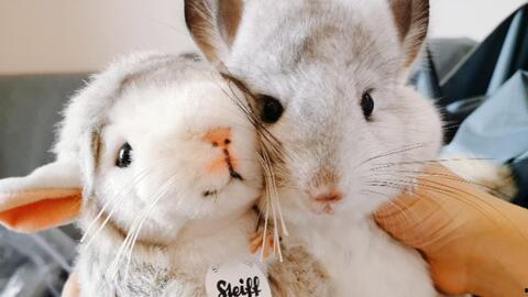 龙猫视频网成人