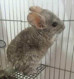 龙猫视频网成人